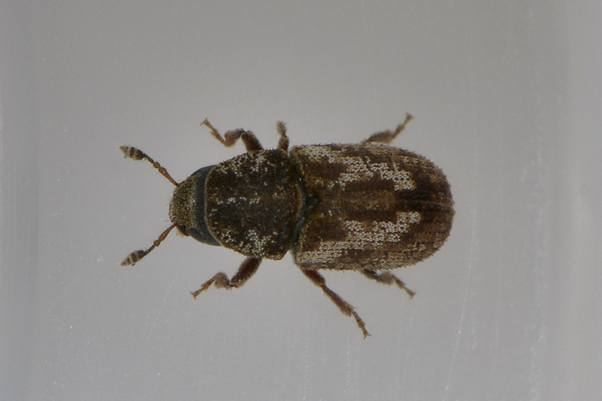 Pteleobius vittatus - Scolytidae